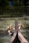 IIP Online Student Photography